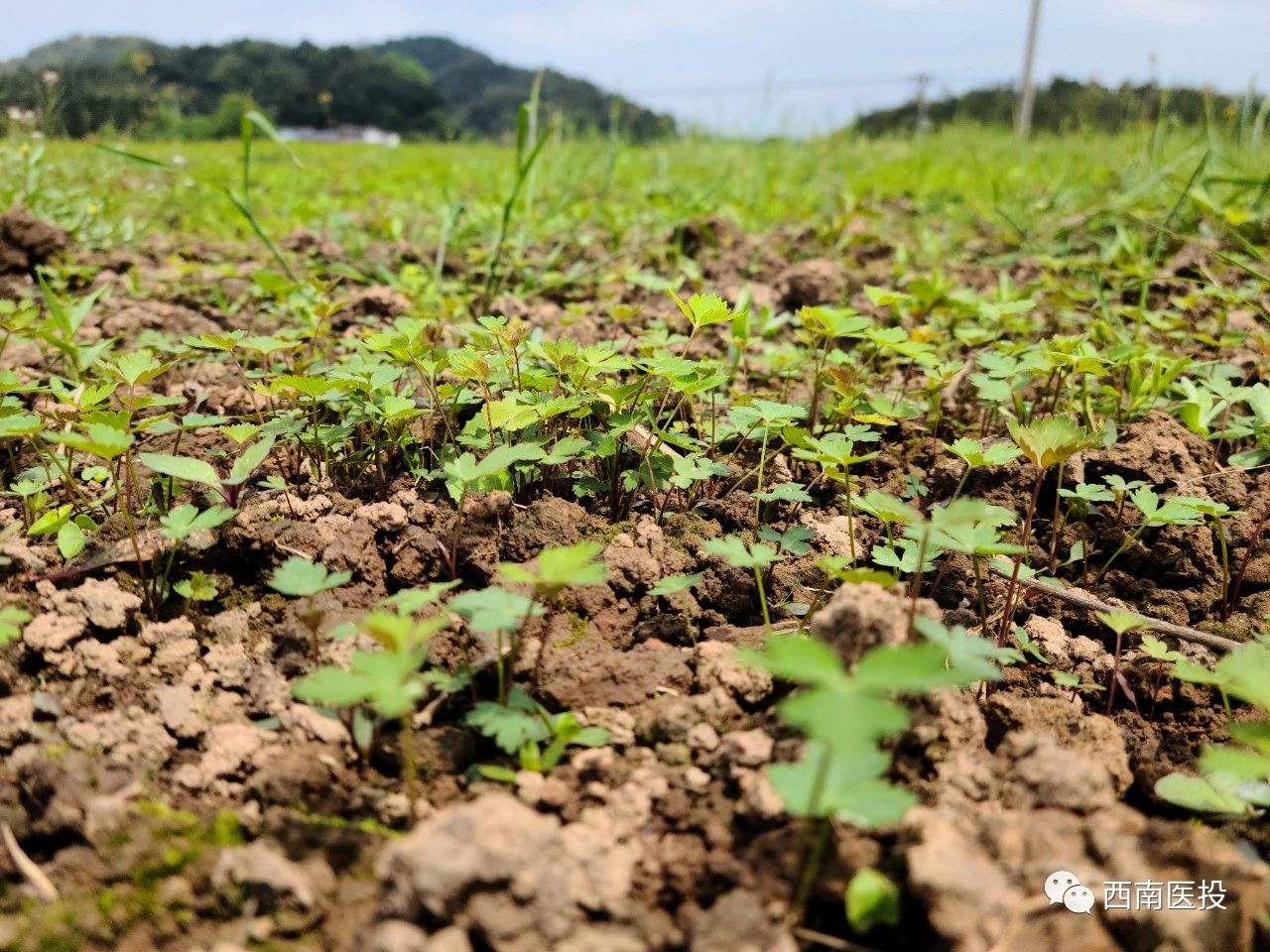 戰“疫”不誤農時，春來藥材種植忙—西南醫投產業扶貧闖出新路子